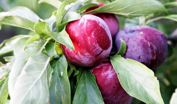 Albóndigas-rellenas-de-ciruelas-intermedio-002