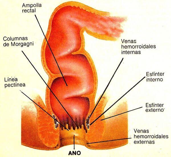 Anatomia del conducto anal