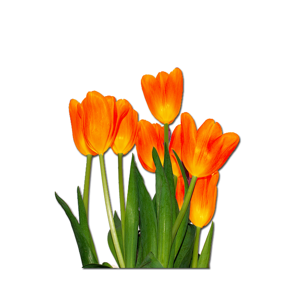 tulips2bred2borange