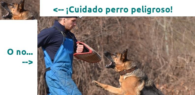 ¿Perro peligroso?