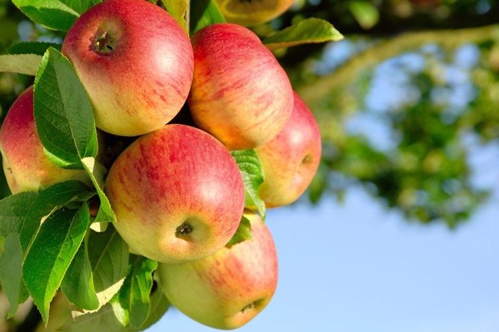 fibra en la manzana