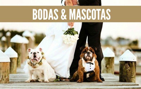 mascotas, perros, gatos, caballos, boda, ceremonia, pre boda, fotos, pets, weddings, dogs, cats, photo, bridal, bulldog, yorkshire, horse