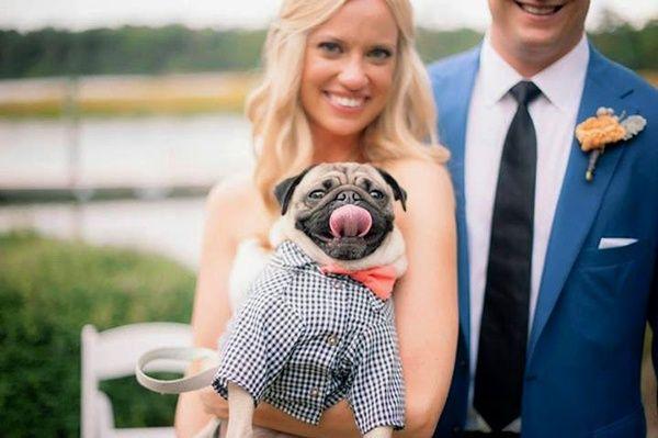 mascotas, perros, gatos, caballos, boda, ceremonia, pre boda, fotos, pets, weddings, dogs, cats, photo, bridal, bulldog