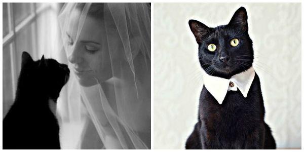 mascotas, perros, gatos, caballos, boda, ceremonia, pre boda, fotos, pets, weddings, dogs, cats, photo, bridal, bulldog, yorkshire, horse