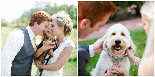 mascotas, perros, gatos, caballos, boda, ceremonia, pre boda, fotos, pets, weddings, dogs, cats, photo, bridal, bulldog