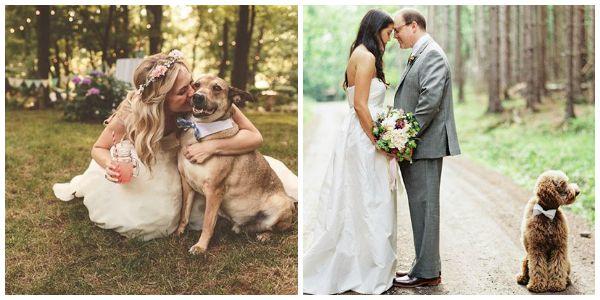mascotas, perros, gatos, caballos, boda, ceremonia, pre boda, fotos, pets, weddings, dogs, cats, photo, bridal, bulldog, yorkshire