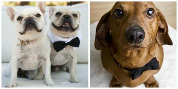 mascotas, perros, gatos, caballos, boda, ceremonia, pre boda, fotos, pets, weddings, dogs, cats, photo, bridal, bulldog, yorkshire, horse