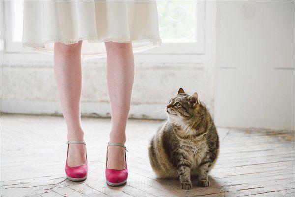 mascotas, perros, gatos, caballos, boda, ceremonia, pre boda, fotos, pets, weddings, dogs, cats, photo, bridal, bulldog, yorkshire, horse