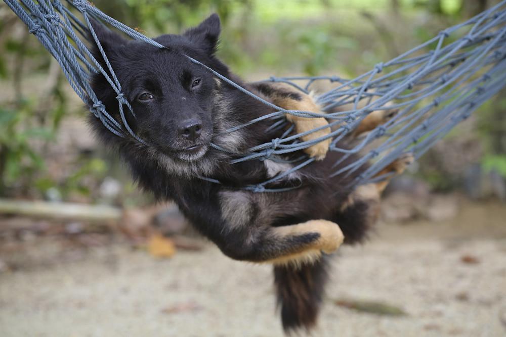 Adiestramiento en positivo