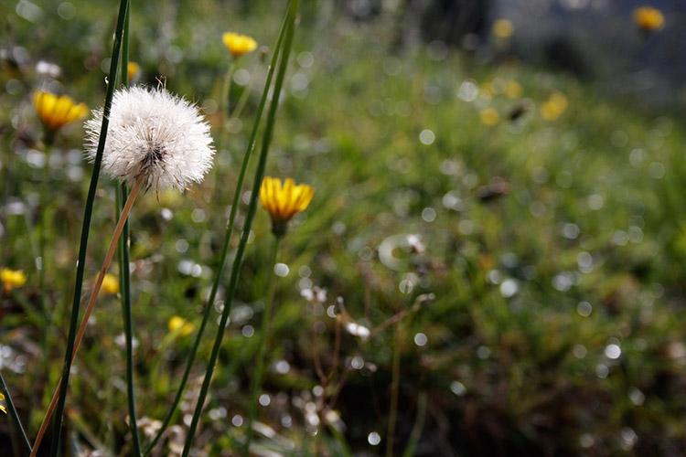 Homelifestyle-Magazine-La-Vall-de-Ribes-cazadores-de-setas-flores-campo