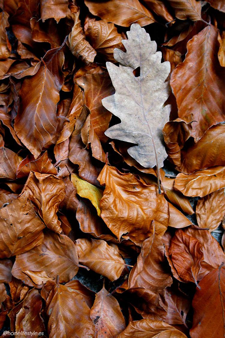 Homelifestyle-Magazine-La-Vall-de-Ribes-cazadores-de-setas-hojas-secas