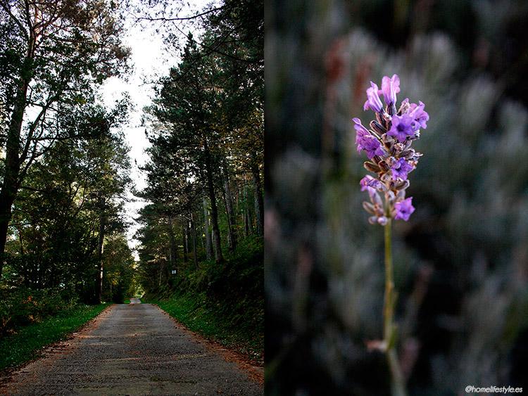 Homelifestyle-Magazine-La-Vall-de-Ribes-cazadores-de-setas-caminos