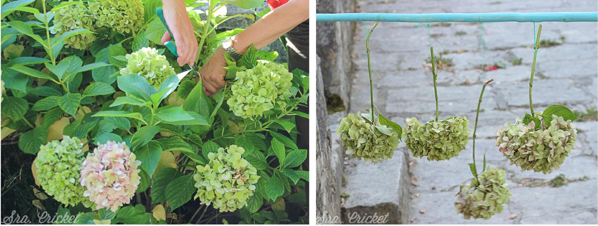 cortar y secar flores 