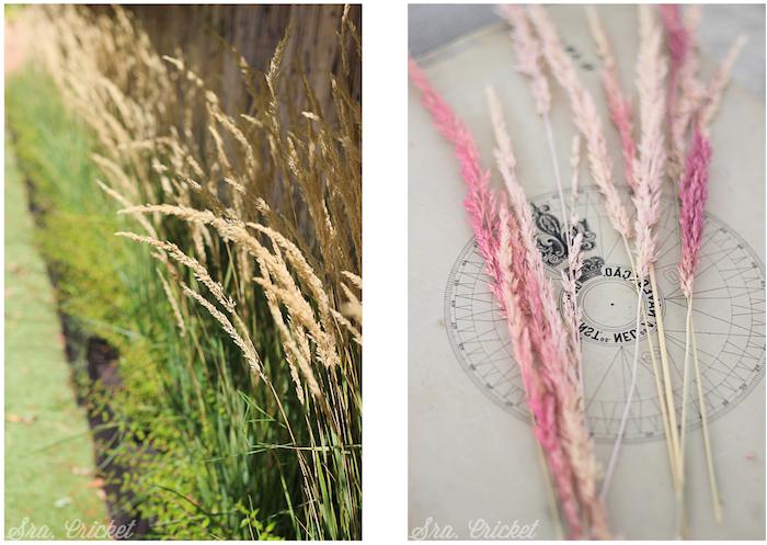 gramineas-de-colores