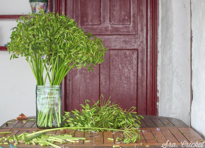 agapantos-sin-flores-sra-cricket