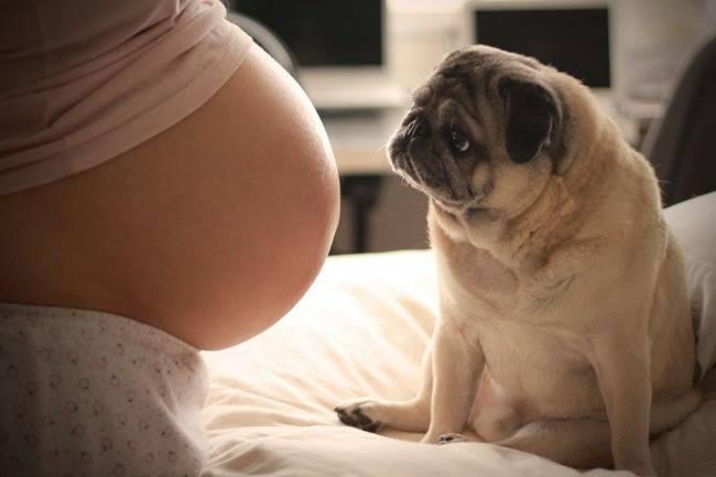 embarazo y perros