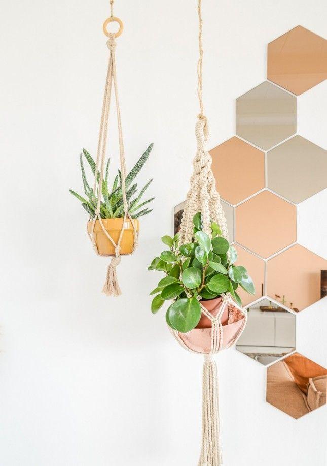 Colgar plantas: Una manera diferente de decorar con plantas.
