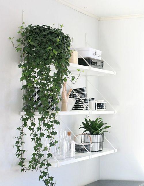 Colgar plantas: Una manera diferente de decorar con plantas.