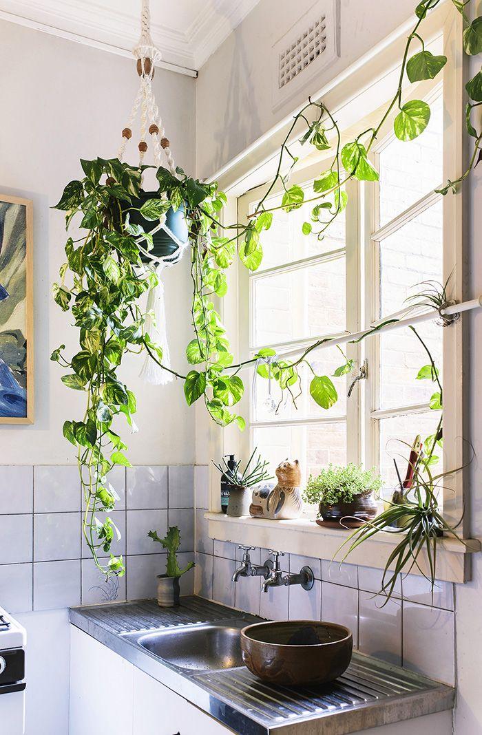 Colgar plantas: Una manera diferente de decorar con plantas.