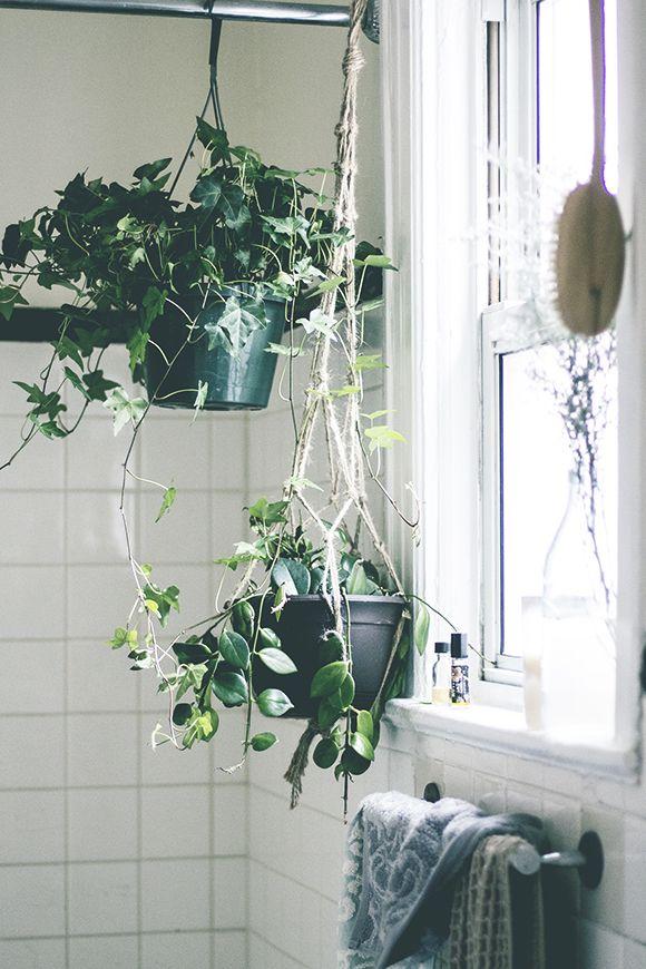 Colgar plantas: Una manera diferente de decorar con plantas.