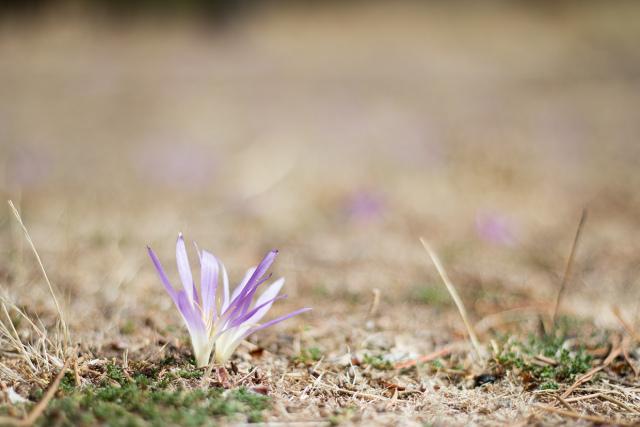 azafran silvestre by "I am a Mess"