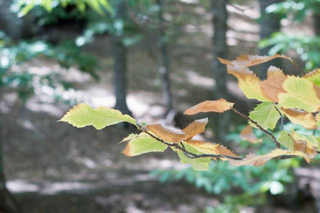 hojas de otoño by "I am a Mess"