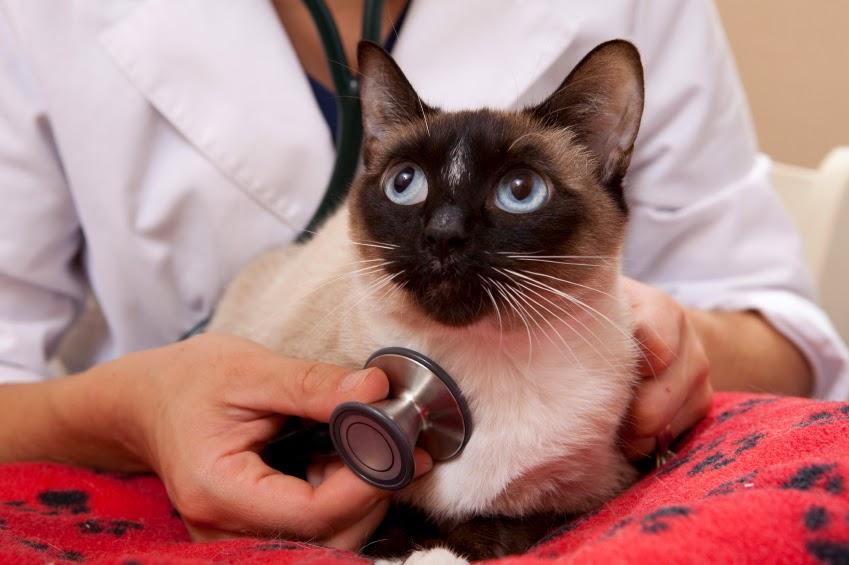 Siamese cat with vet