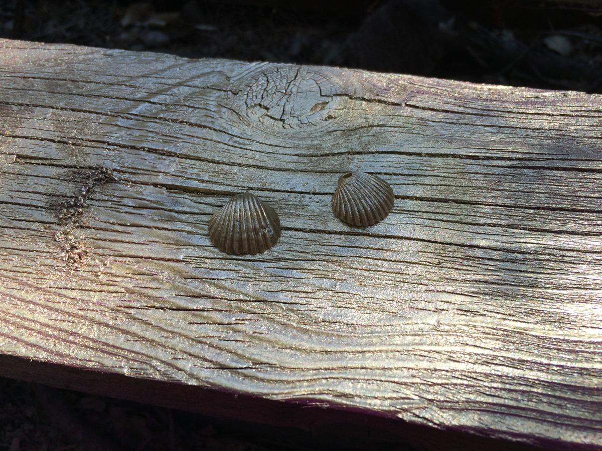 Geethings-Colgante- conchas-4