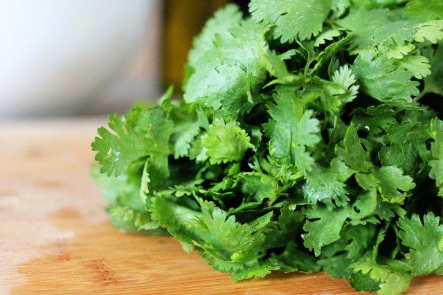 bunch-of-cilantro