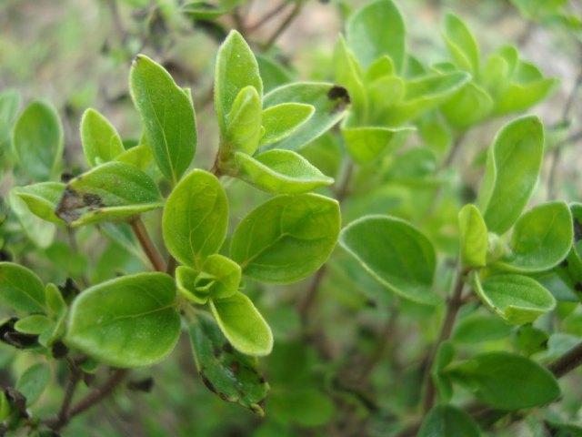 mejorana