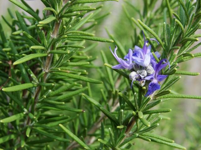 usos-romero-salud-remedios-1024x768 (1)