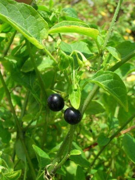 Habit at Kapapa, Oahu - Credit: Forest & Kim Starr - Plants of Hawaii - Image licensed under a Creative Commons Attribution 3.0 License, permitting sharing and adaptation with attribution.