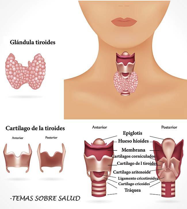 medicamentos de la tiroides