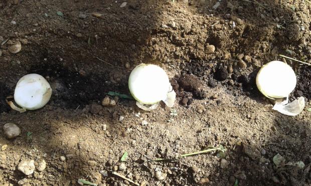 Cebollas para calçots en el surco