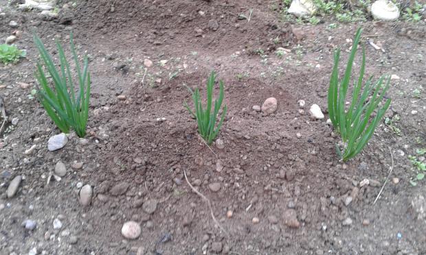 Primer calzado de los calçots