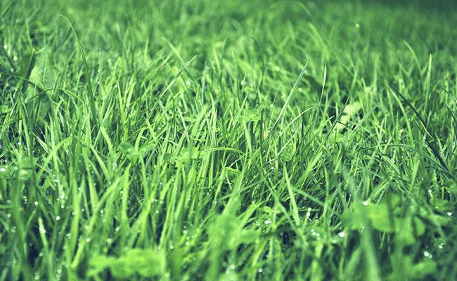 Ventajas y beneficios de los techos verdes