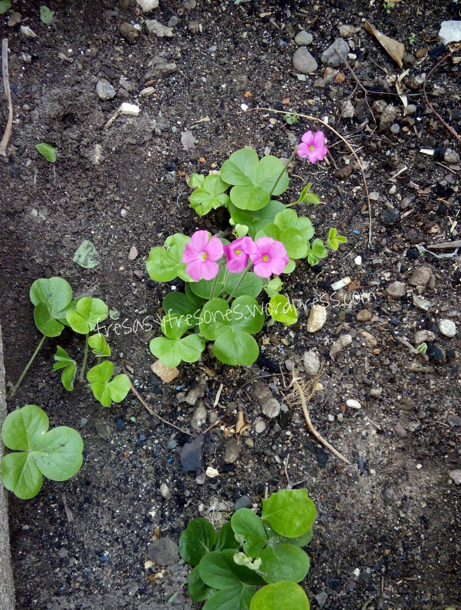 PicsArt_1443980290496