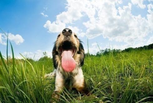 golpe de calor en perros
