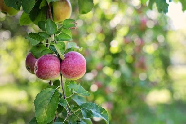Alimentos para bajar el colesterol