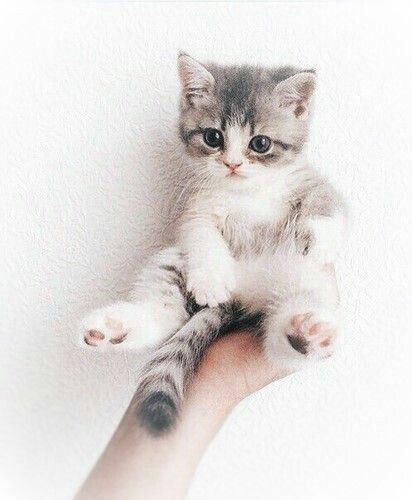 f9ada8b2658d5410944c65534c1736c0