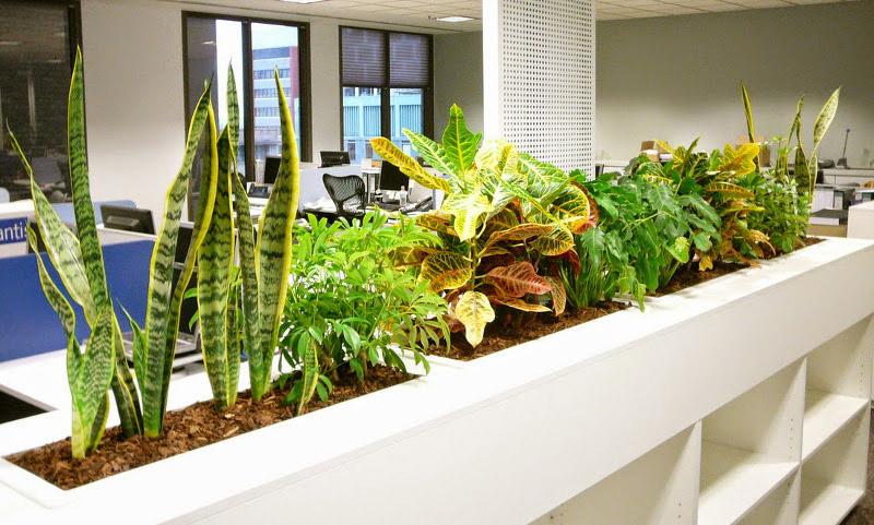 plantas en el interior