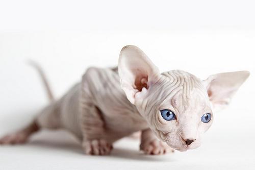 raza-sphinx-gatos-egipcios-blue
