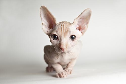 raza-sphynx-esfinge-gato-2