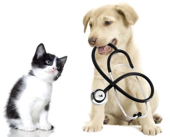veterinario descuentos