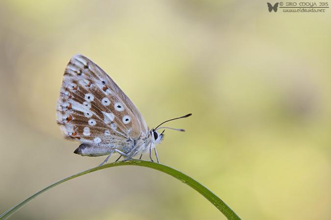 Polyommatus coridon (Chalkhill blue)