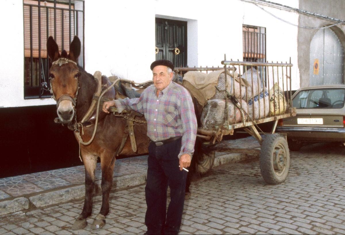 Las aceitunas se llevan a la almazara