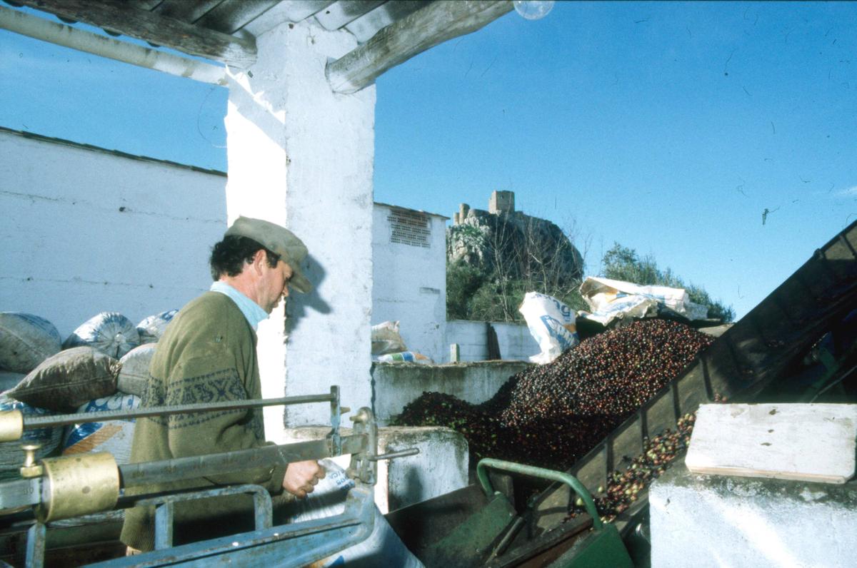 La aceituna se descarga en los trojes