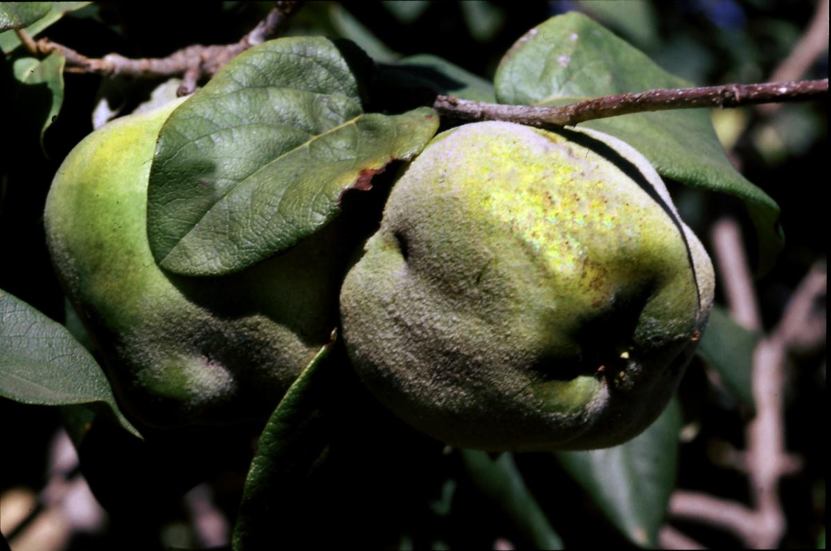 mebrillos de la Cardenchosilla