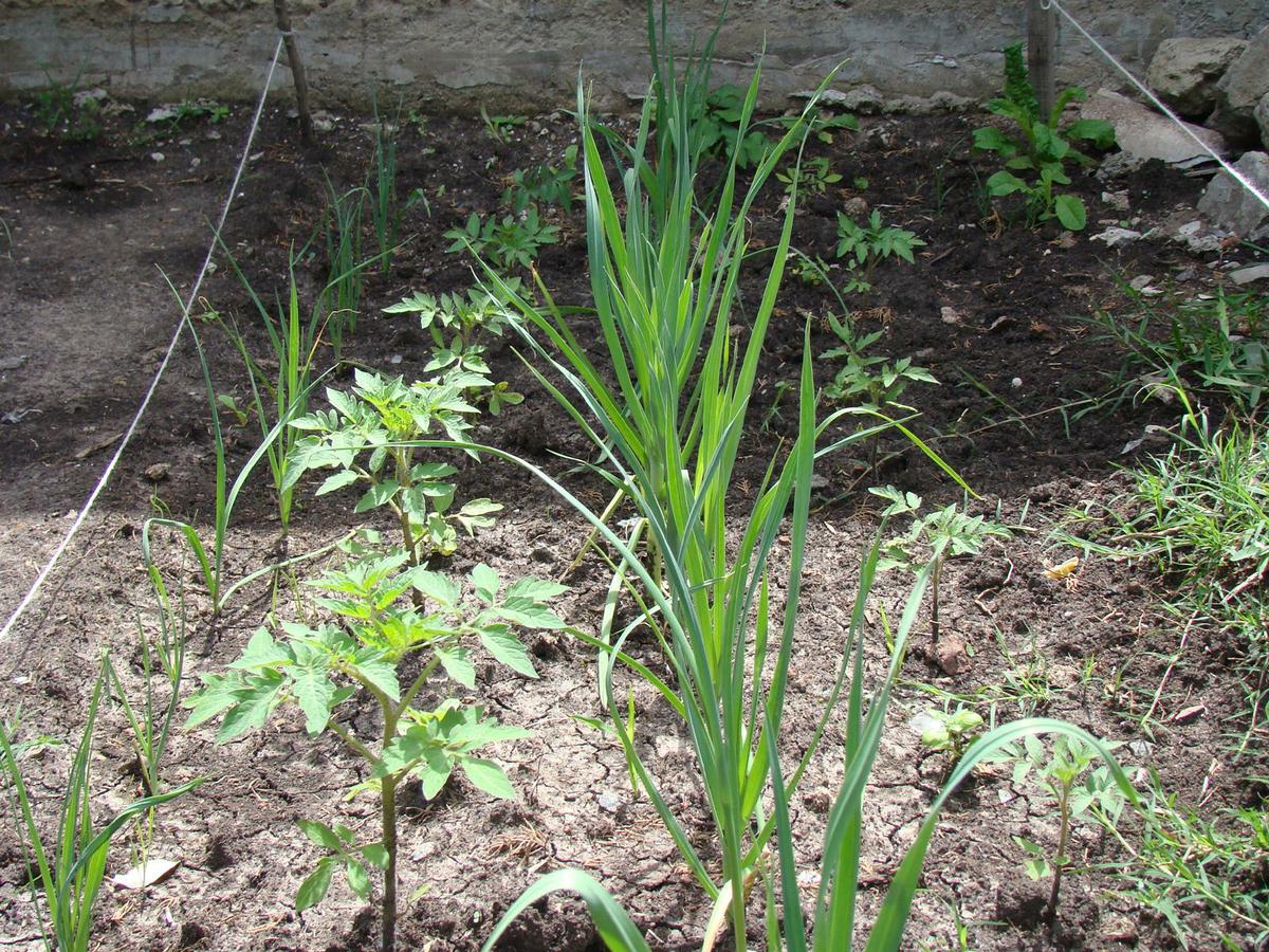 Puerros y tomates recien transplantados