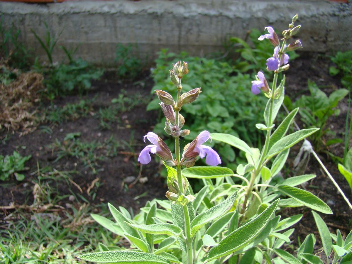 Salvia